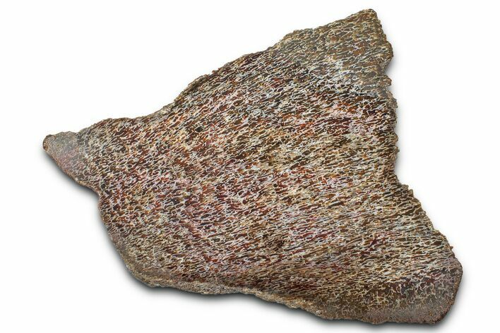 Polished Dinosaur Bone (Gembone) Section - New Mexico #348860